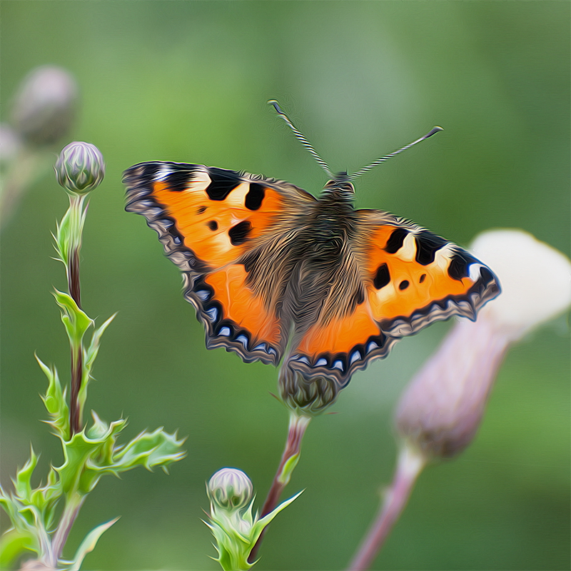 Tiere Aasee BocholtD35_9403 als Smartobjekt-1.jpg